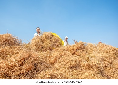 SALUNKWADI, INDIA – February 28, 2020: Chickpea Crop Harvesting Process In Rural Countryside Village Salunkwadi, Ambajogai, Beed, Maharashtra, India, Southeast Asia