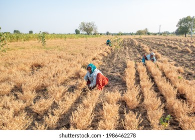 SALUNKWADI, INDIA – February 28, 2020: Chickpea Crop Harvesting Process In Rural Countryside Village Salunkwadi, Ambajogai, Beed, Maharashtra, India, Southeast Asia