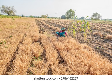 SALUNKWADI, INDIA – February 28, 2020: Chickpea Crop Harvesting Process In Rural Countryside Village Salunkwadi, Ambajogai, Beed, Maharashtra, India, Southeast Asia