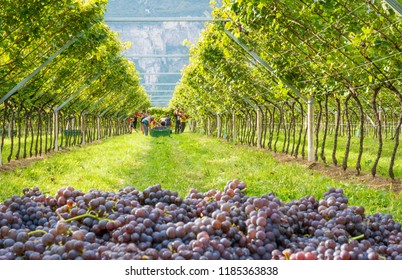 Salurn, Bozen - South Tyrol, Italy - September 7, 2018: Grape Harvest Of Pinot Grigio (pinot Noir) , Red Italian Wine, On The Vineyards Of The Community Farm South Tyrol, Italy