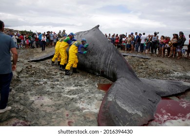 salvador, bahia, brazil - august 30, 2019: humpback whale - Megaptera novaeangliae - dies while running aground on the beach in Coutos in the city of Salvador.