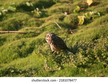 Salvador, Bahia, Brazil - July 19, 2022: Owl Bird Vesta In A Grass Area In The City Of Salvador