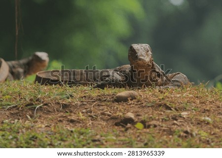 A salvator lizard is seen basking in the grass while observing its surroundings in the morning