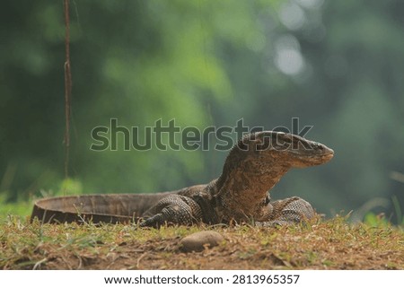 A salvator lizard is seen basking in the grass while observing its surroundings in the morning