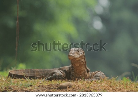 A salvator lizard is seen basking in the grass while observing its surroundings in the morning