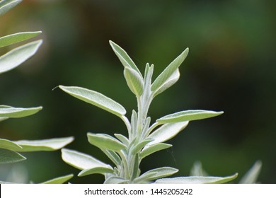 Salvia Divinorum Beautiful Herb Plant 