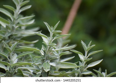 Salvia Divinorum Beautiful Herb Plant 