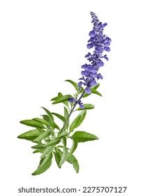 Salvia farinacea, Blue salvia, Mealy cup sage or Mealy sage flowers blooming with leaves, isolated on white background, with clipping path                          