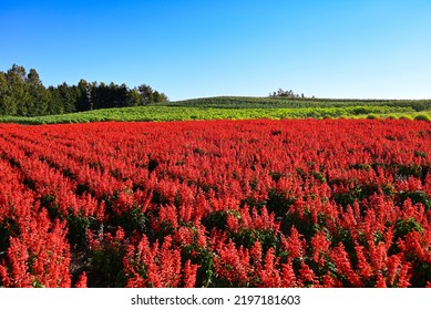 Salvia In Full Bloom At Kamifurano In The Morning