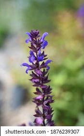 Salvia Nemorosa New Dimension Blue Blooms In Summer In The Garden