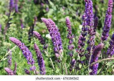 Salvia Officinalis