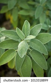 Salvia Officinalis Branch