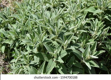 Salvia Officinalis , Garden Sage , Common Sage