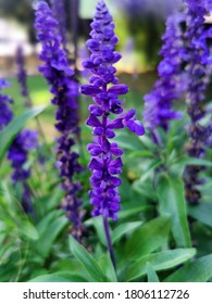 Salvia Officinalis. Garden Sage Flowers.