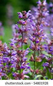 Salvia Officinalis Sage