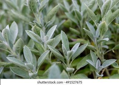 Salvia Plant