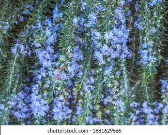Salvia Rosmarinus or common Rosemary is a woody, perennial, flowering herb with fragrant, evergreen, needle-like leaves and small, blue flowers. Creeping Rosemary Prostratus in the family Lamiaceae.