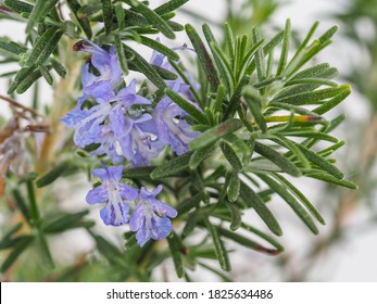 Salvia Rosmarinus or common Rosemary is a woody, perennial, flowering herb with fragrant, evergreen, needle-like leaves and small, blue flowers. Creeping Rosemary officinalis in the family Lamiaceae.