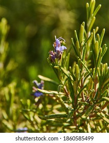 Salvia rosmarinus  commonly known as rosemary, is a woody, perennial herb with fragrant, evergreen, needle-like leaves and white, pink, purple, or blue flowers, native to the Mediterranean region