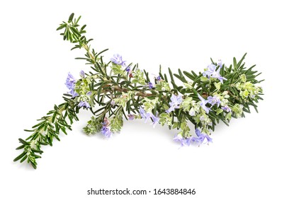 17,199 Salvia on white background Images, Stock Photos & Vectors ...