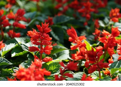 Salvia Splendens Or The Scarlet Sage