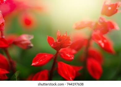 Salvia Splendens Or Scarlet Sage