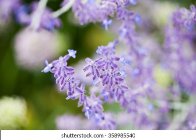 Salvia Sylvestris (Rose Queen) - In Kew Gardens, London