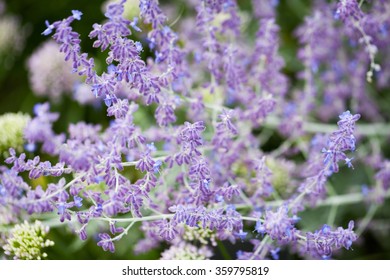 Salvia Sylvestris (Rose Queen) - In Kew Gardens, London