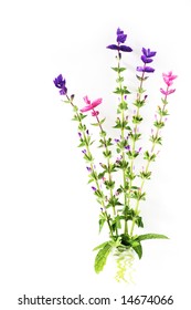 Salvia Viridis Annual Clary Sage Isolated On White