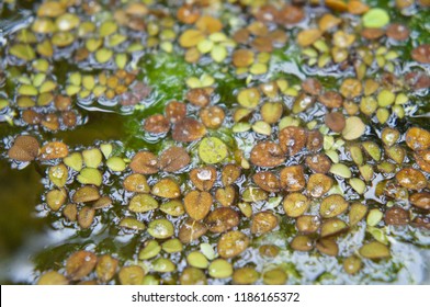 Salvinia Adnata Or Giant Salvinia Or  Kariba Weed 