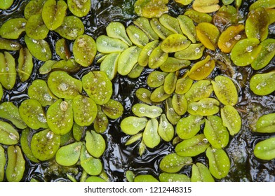 Salvinia Adnata Or Giant Salvinia Or  Kariba Weed Background