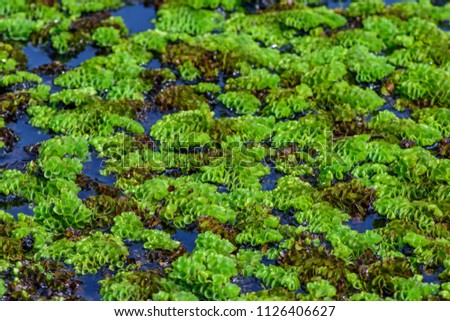 Salvinia cucullata (Floating mass) ; Fern plant, floating leaves. The stem is round rhizome. Branching branches parallel to water surface. The tiny leaves are growing around, and curved upward.