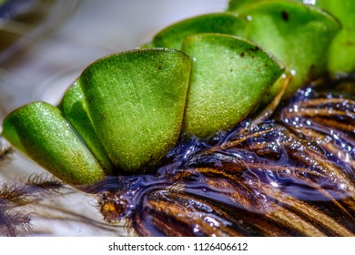 Asian Thick Hair Images Stock Photos Vectors Shutterstock