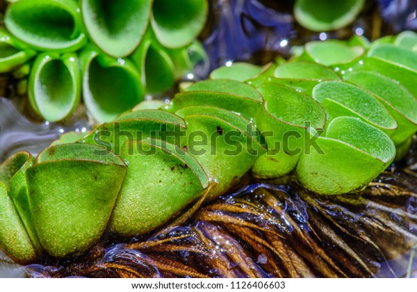 Salvinia Cucullata Floating Mass Floating Leaves Stock Photo Edit