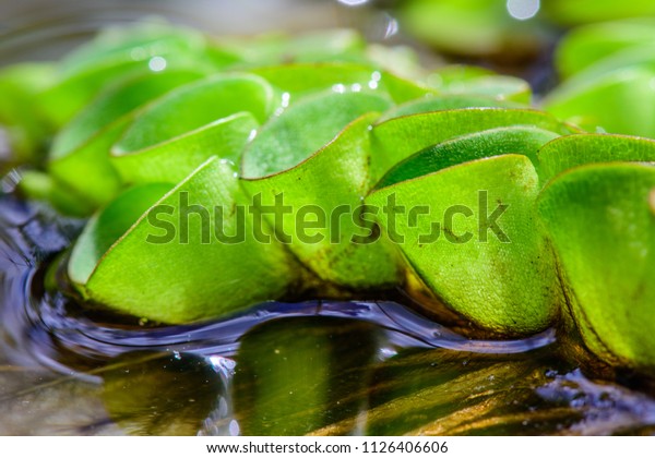 Salvinia Cucullata Floating Mass Floating Leaves Stock Photo Edit
