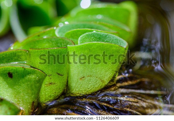 Salvinia Cucullata Floating Mass Floating Leaves Stock Photo Edit