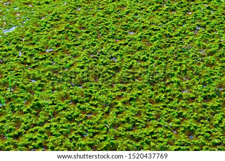 Salvinia cucullata Roxb. ex Bory ,Water weeds that affect the ecosystem and the problem of clogged water resources Shallow and flooding
