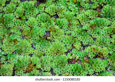 Salvinia Natans Texture