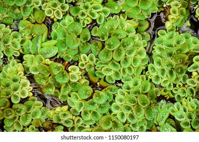 Salvinia Natans Texture