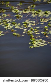 Salvinia Plant Choking Life At The Surface Of A Lake