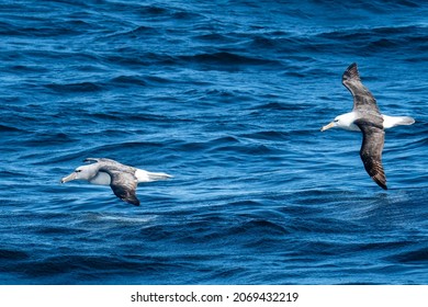 Salvin's Albatross and Black-browed Albatross are flying over the Pacific Ocean during a pelagic birding trip on the Humboldt Current