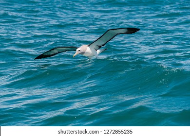 Salvin's Albatross Coming In For A Landing