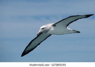 Salvin's Albatross In Flight
