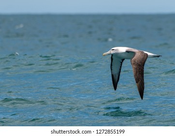 Salvin's Albatross In Flight