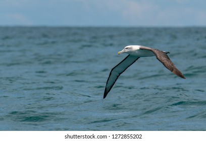 Salvin's Albatross In Flight