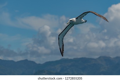 Salvin's Albatross In Flight