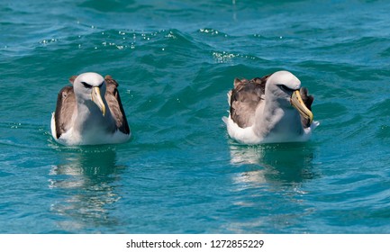 Salvin's Albatross Pair