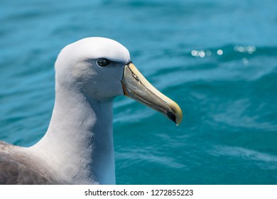 Salvin's Albatross Portrait
