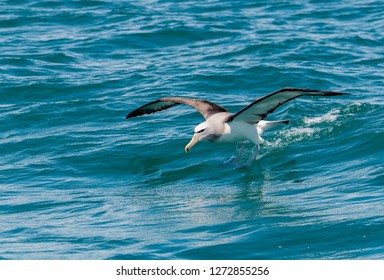 Salvin's Albatross Surfing