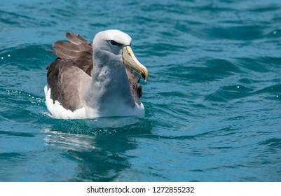 Salvin's Albatross Swimming
